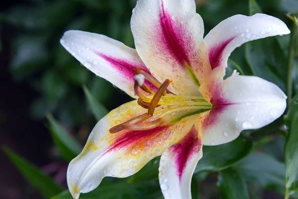 Beautiful Lily flower on green leaves background with water drops after rain. Presented in close-up.