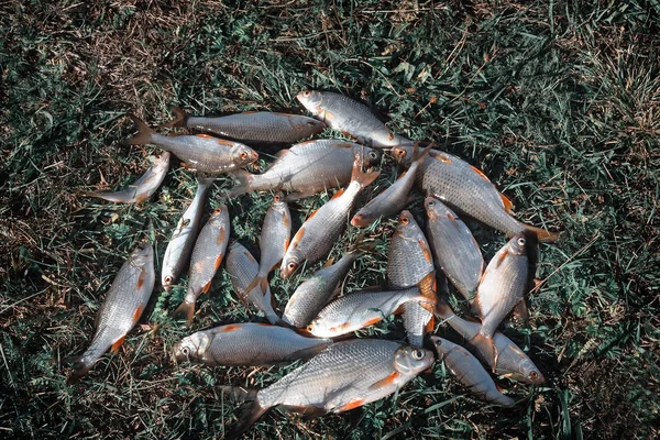 On the Bank of the river in the grass is fresh fish, which was caught in the river.