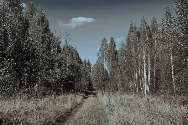 Podzimní krajina: cesta lesem. — Stock fotografie