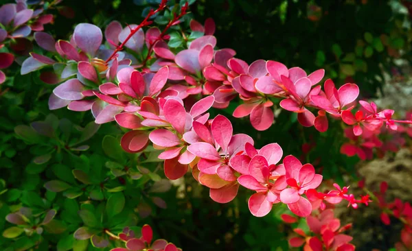 Mooiste Struik Voor Landschapsontwerp Met Hoge Decoratieve Barberry Thunbergii Het — Stockfoto