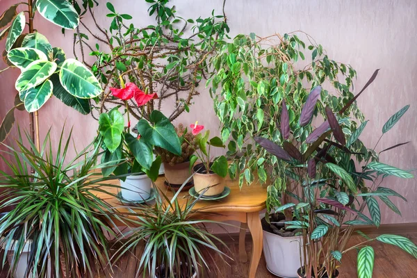 Ruangan Pot Bunga Yang Indah Tumbuh Berbagai Bunga — Stok Foto