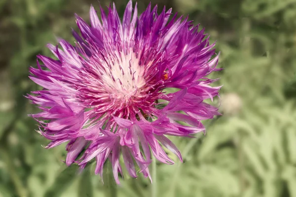Дика Квітка Великою Кількістю Пелюсток Фіолетового Кольору Фоні Зеленої Трави — стокове фото