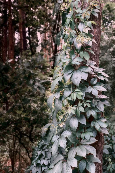 Tronc Arbre Dans Parc Est Densément Tressé Avec Une Vigne — Photo