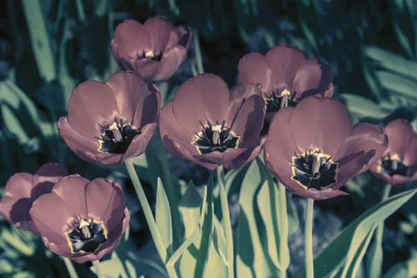 Tulipanes rojos en el parterre del jardín . — Foto de Stock