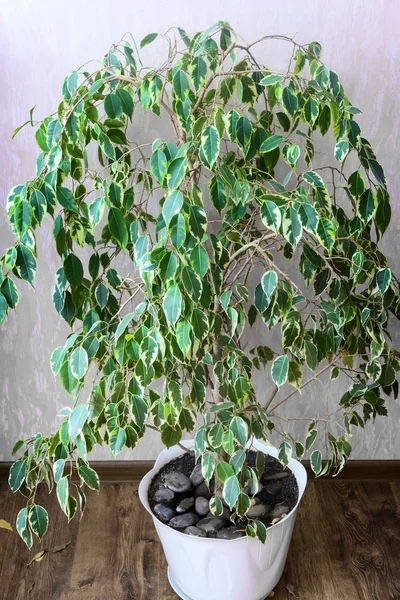 Beautiful Decorative House Plant Ficus Benjamina Growing White Flower Pot — Stock Photo, Image