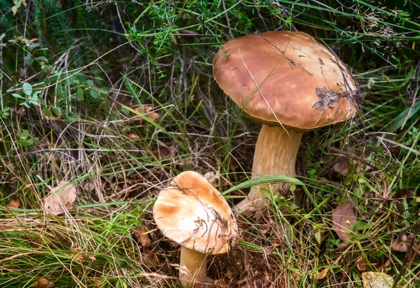 Skogen Glänta Bland Gräs Och Löv Växer Två Vit Svamp — Stockfoto