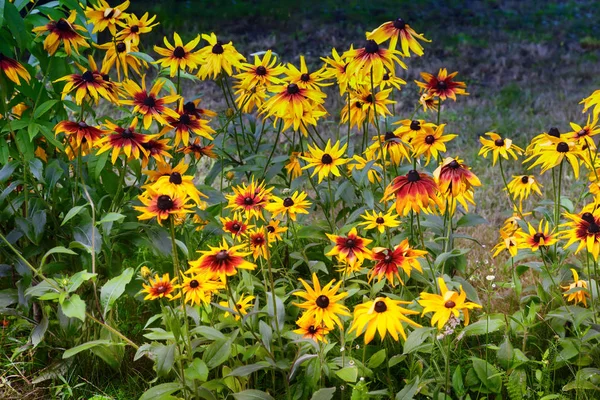 Vacker Stor Gul Med Röda Blommor Roudbeckia Trädgården Bakgrund Gröna — Stockfoto