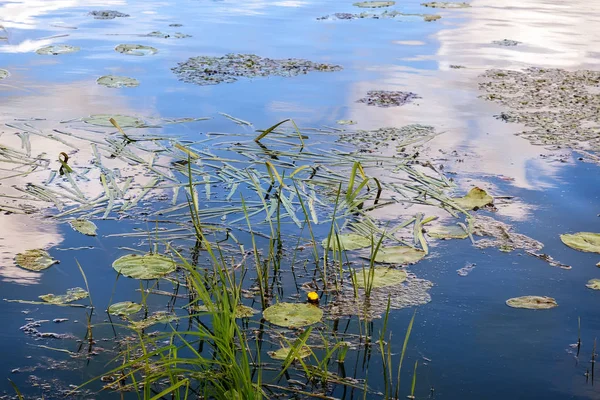 Felszínen Víz Tóban Nőnek Víz Liliomok Szárak Nád Nyugodt Kék — Stock Fotó