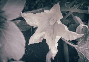 Yeşil yaprakları, kabak çiçeği arasında alanında. Closeup sunar.