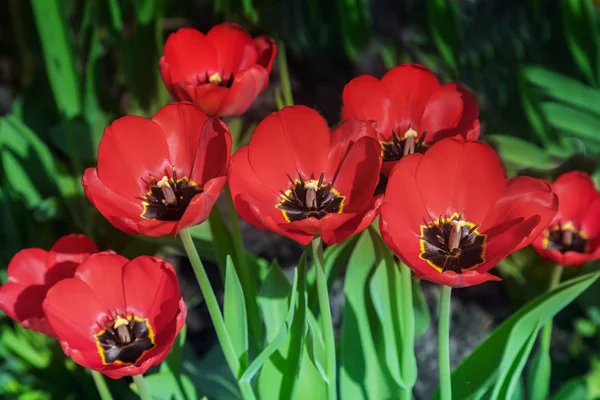 Jardín Florece Grupo Tulipanes Rojos Sobre Fondo Follaje Verde Macizo — Foto de Stock