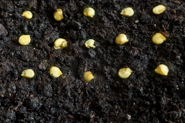 Para Cultivo Plántulas Pimienta Las Semillas Colocan Suelo Especial Vista — Foto de Stock