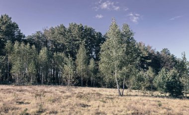 Sonbahar manzara: ağaçlar sararmış yapraklar, kenar, sararmış ot ile büyümüş.
