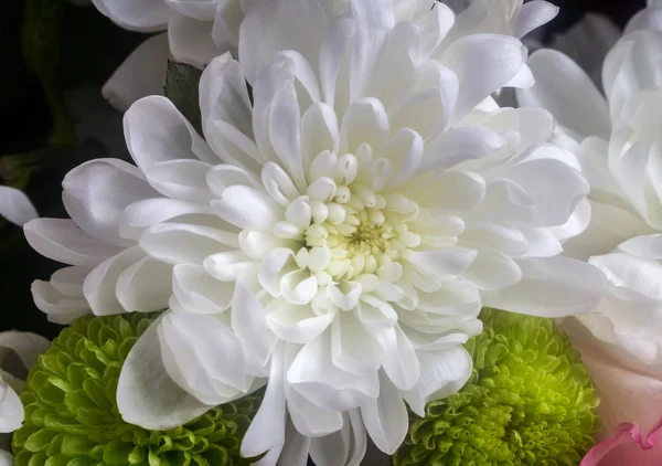 Belle fleur de chrysanthème dans un bouquet gros plan. — Photo