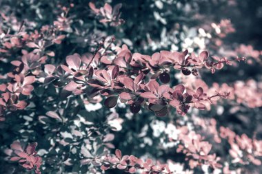 Barberry Thunberg çok güzel bir süs eşyası. .