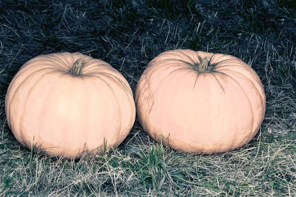 Two big pumpkins on the green grass. — Stock Photo, Image