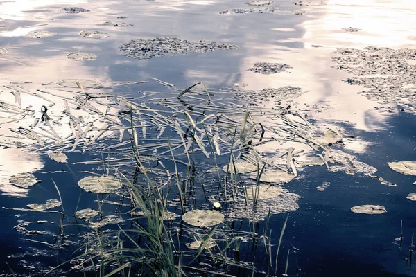 La surface du lac avec des nénuphars . — Photo