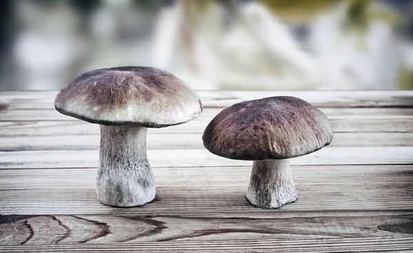 Due funghi porcini sulla superficie del tavolo . — Foto Stock
