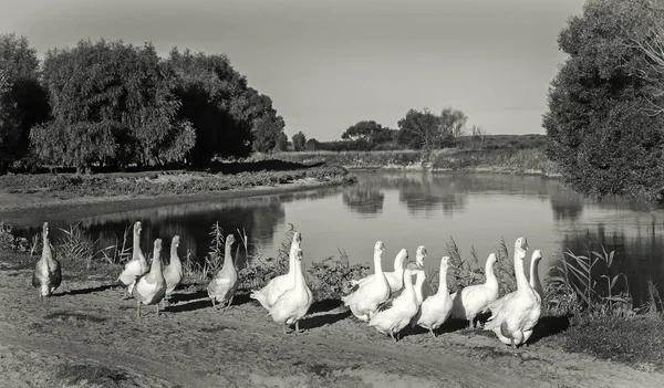 Uma manada de gansos perto de um pequeno rio . — Fotografia de Stock