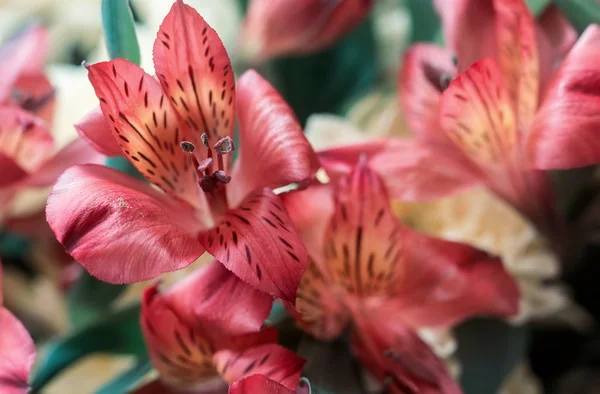 Szép virágok Amaryllis egy csokor krizantém. — Stock Fotó