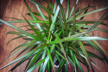 Kapalı süs bitkidracaena. Yukarıdan görünüm.