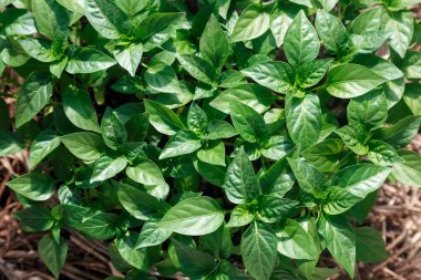 Serada biber fidesi.