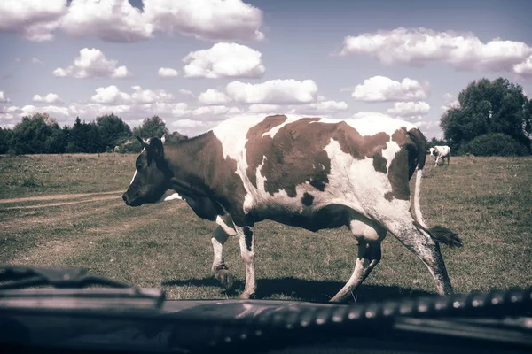 Vaca atravessando a estrada em frente ao carro . — Fotografia de Stock