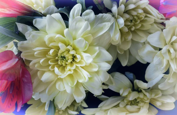 Belle fleur de chrysanthème dans un bouquet gros plan. — Photo