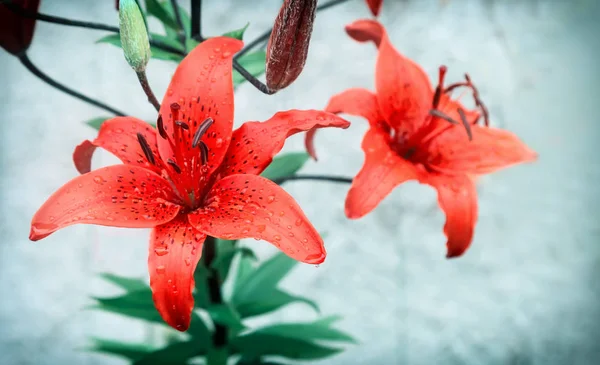 Red Lily květiny na světlém pozadí zblízka. — Stock fotografie