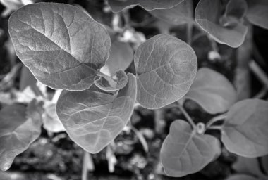 Sera patlıcan genç bitkiler fidanları.