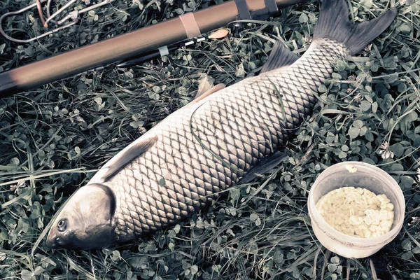 Grande peixe fresco capturado no rio — Fotografia de Stock