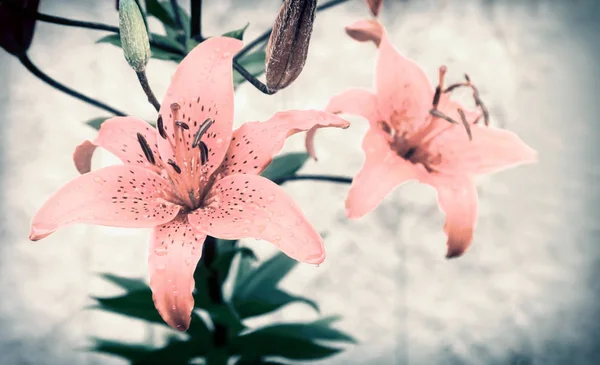 Czerwone kwiaty Lily na jasnym tle zbliżenie. — Zdjęcie stockowe