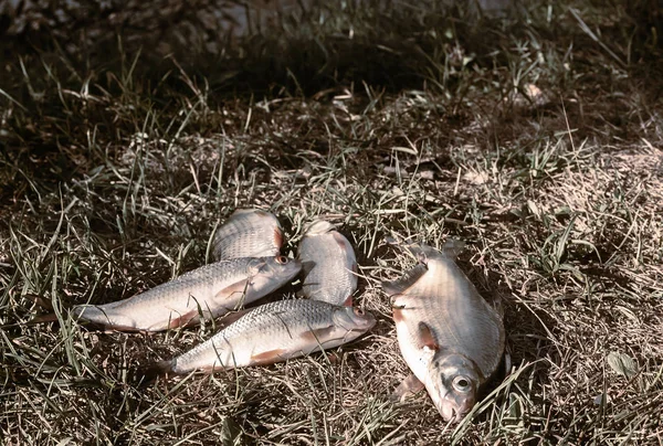 Vissen in het gras op de rivier Bank. — Stockfoto