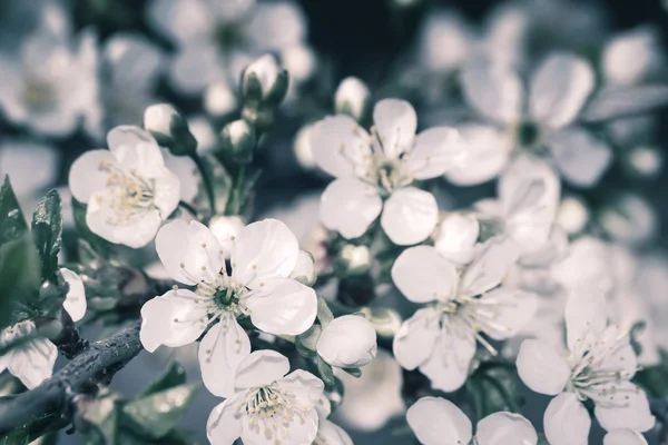 Ramo de flores de cerezo en el fondo de un jardín verde . — Foto de Stock