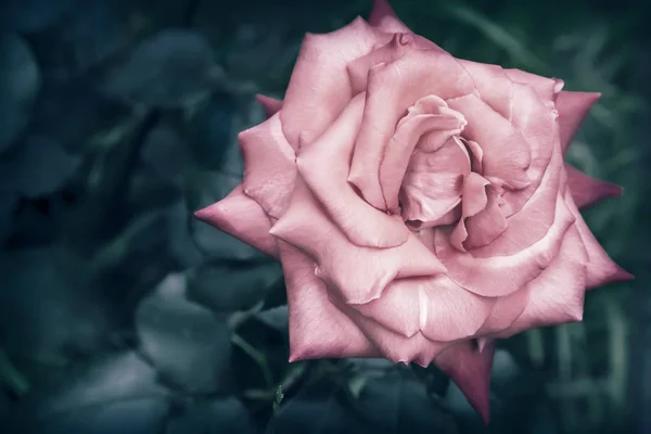 Hermosa rosa en flor contra el verde de las hojas — Foto de Stock