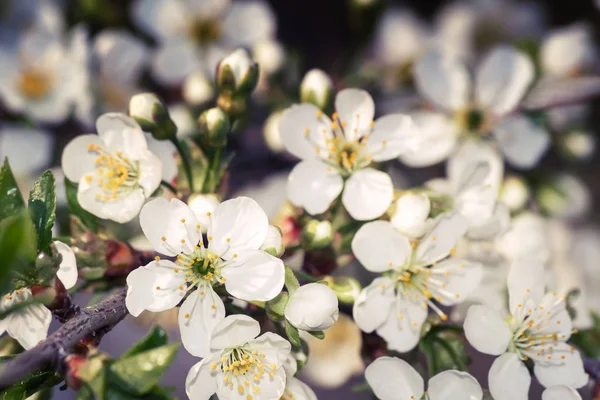 Ramo de flores de cerezo en el fondo de un jardín verde . —  Fotos de Stock