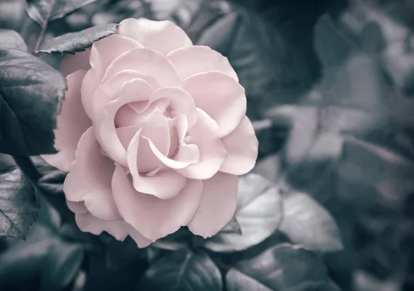 Beautiful blossoming rose against the green of the leaves — Stock Photo, Image