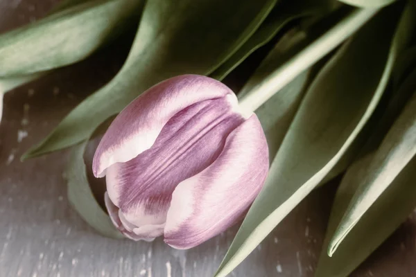 Tulipán rosa con hojas verdes sobre la mesa —  Fotos de Stock