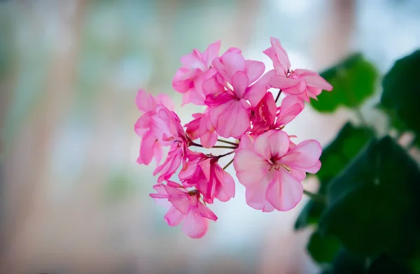 Habitación flor de geranio rosa en el alféizar de la ventana . — Foto de Stock