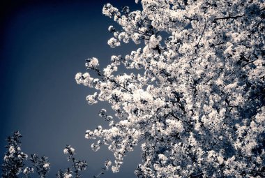 Mavi gökyüzü çiçek açması kiraz Şubesi.