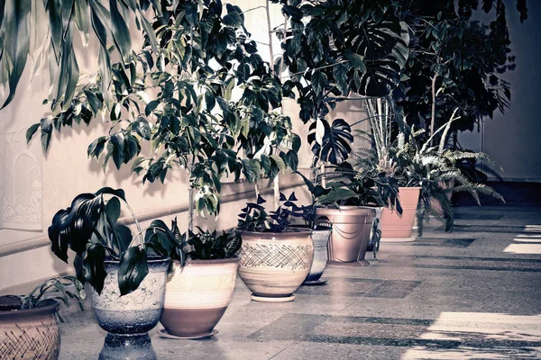 A variety of indoor plants in beautiful pots. — Stock Photo, Image