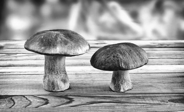 Due funghi porcini sulla superficie del tavolo . — Foto Stock