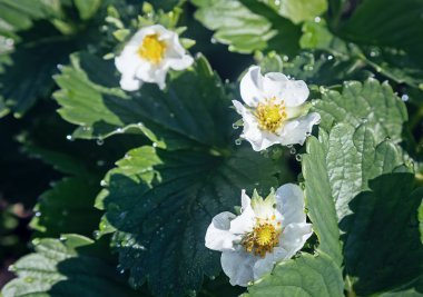 Çiçekler üzerinde çiy damlaları ile Çiçekçi çilek.