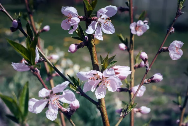 Ramas de una flor de melocotón en el fondo del jardín . — Foto de Stock