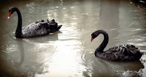 Two black swans on the lake . — Stock Photo, Image