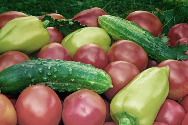 Tomates maduros de cor vermelha brilhante do tamanho pequeno, pimentão um — Fotografia de Stock