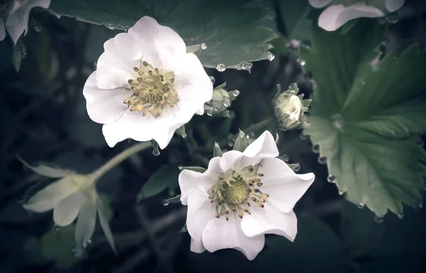 Fresa en flor con gotas de rocío en las flores . — Foto de Stock