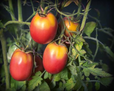 Domatesler bir çalılığın dallarında olgunlaşır..