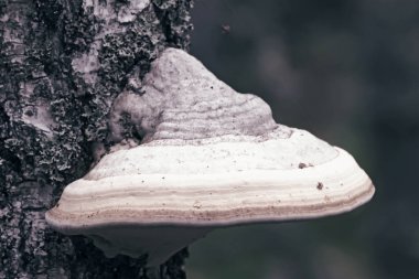 Büyük bir teneke bir huş gövdesiüzerinde yetişir.