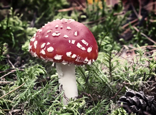 Poisonous mushroom fly agaric in a forest clearing.