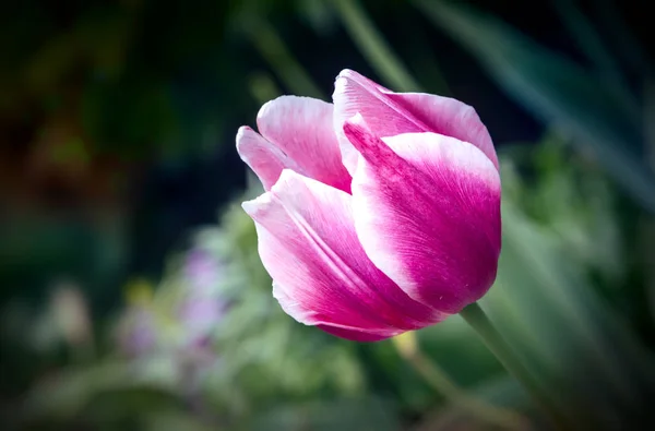 Tulipe rose avec des feuilles vertes sur la table — Photo